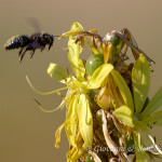 Ape legnaiola (Xylocopa violacea)