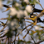 Cinciallegra (Parus major) juv.