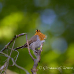 Pettirosso (Erithacus rubecula)