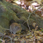 Arvicola terrestre (Arvicola terrestris)