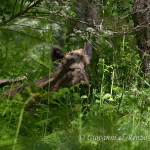 Cinghiale (Sus scrofa)