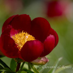 Peonia pellegrina (Paeonia peregrina)