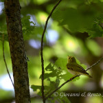 Luì verde (Phylloscopus sibilatrix)