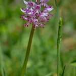 Orchidea scimmia (Orchis simia)