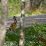 Lepre italica (Lepus corsicanus)