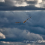 Falco di palude (Circus aeruginosus)