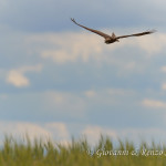 Falco di palude (Circus aeruginosus)