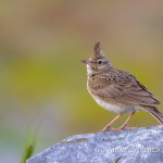 Cappellaccia (Galerida cristata)