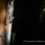 Picchio rosso mezzano (Dendrocoptes medius)