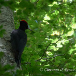 Picchio nero (Dryocopus martius)