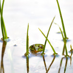 Pelophylax sp.