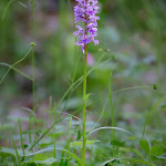 Dactylorhiza maculata subsp. saccifera