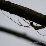 Tetragnatha extensa