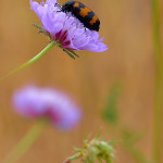Mylabris variabilis
