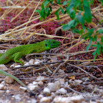Ramarro occidentale (Lacerta bilineata)