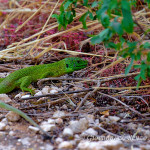 Ramarro occidentale (Lacerta bilineata)