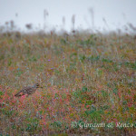 Occhione comune (Burhinus oedicnemus)