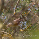 Poiana (Buteo buteo)