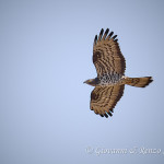 Falco pecchiaiolo (Pernis apivorus)