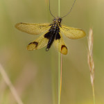 Libelloides longicornis