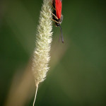 Zygaena sp.