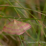 Rhodostrophia calabra