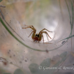 Agelena labyrinthica