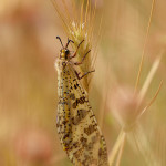 Formicaleone (Palpares libelluloides)