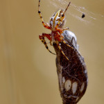 Aculepeira armida con preda