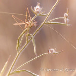 Tylopsis lilifolia