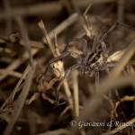 Hogna radiata