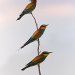 Gruccioni (Merops apiaster)