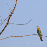 Gruccioni (Merops apiaster)