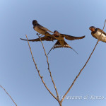 Rondini (Hirundo rustica)