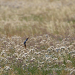 Rondine (Hirundo rustica)