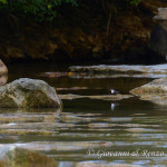 Merlo acquaiolo (Cinclus cinclus)