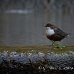 Merlo acquaiolo (Cinclus cinclus)