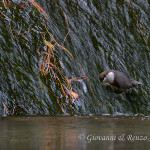 Merlo acquaiolo (Cinclus cinclus)