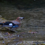 Ghiandaia (Garrulus glandarius)