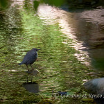 Merlo acquaiolo (Cinclus cinclus)