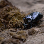 Copris lunaris
