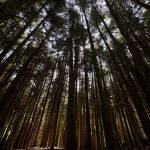 Foreste casentinesi