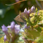Genzianella campestre (Gentianella campestris)
