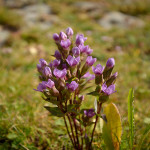 Genzianella campestre (Gentianella campestris)
