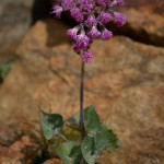 Cavolaccio lanoso (Adenostyles leucophylla)