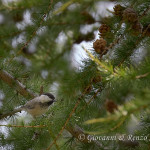 Cincia alpestre (Poecile montanus)