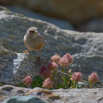 Sordone (Prunella collaris)