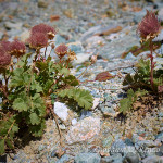 Cariofillata delle pietraie (Geum reptans)