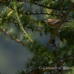Prispolone (Anthus trivialis)