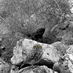 Civetta (Athene noctua)